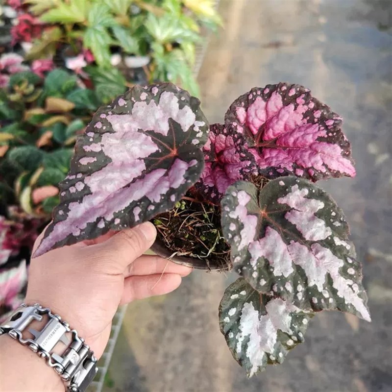 【蟆叶】系列自销秋海棠办公室内桌面网红鲜艳盆栽花卉好养壮根