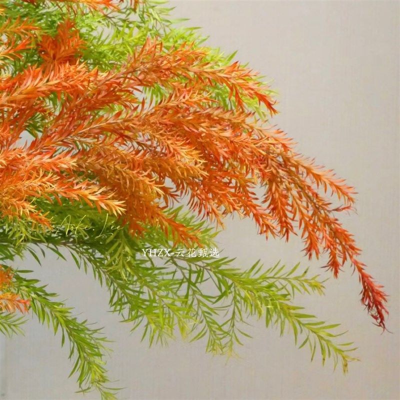 【云花甄选】油画色红色橙色黄绿色千层金组合鲜切枝云南直发空运,鲜花速递/花卉仿真/绿植园艺,花材,淘宝优惠券,粉丝福利购,淘宝优惠卷