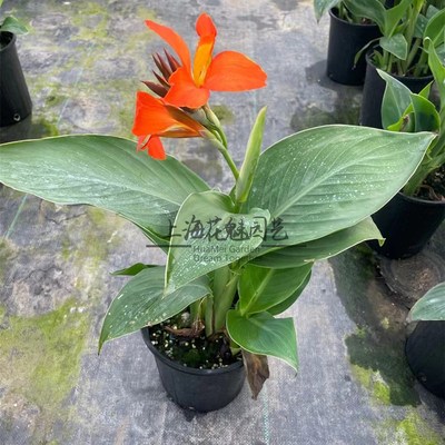 花镜 美人蕉盆栽 绿化工程庭院多年生耐热植物花卉花期长好养包邮