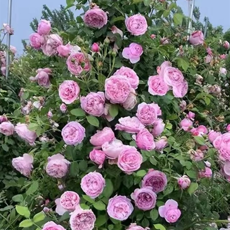 自由精神藤本月季大花包子浓香庭院阳台盆栽花卉多季开花玫瑰小苗