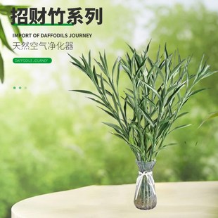 招财竹细叶富贵竹招财四季常青卧室客厅净化空气桌面植物水培绿植