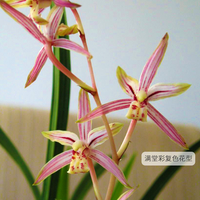 刘阁兰花苗建兰满堂彩四季兰新品夏带花苞浓香好养室内外花卉盆栽