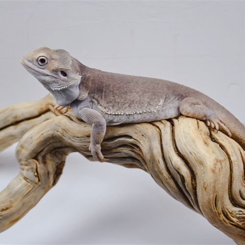 爬宠虫造景藤木霸王树栖装饰沉枯鬃狮蜥蜴睫角豹纹肥尾守宫晒背台