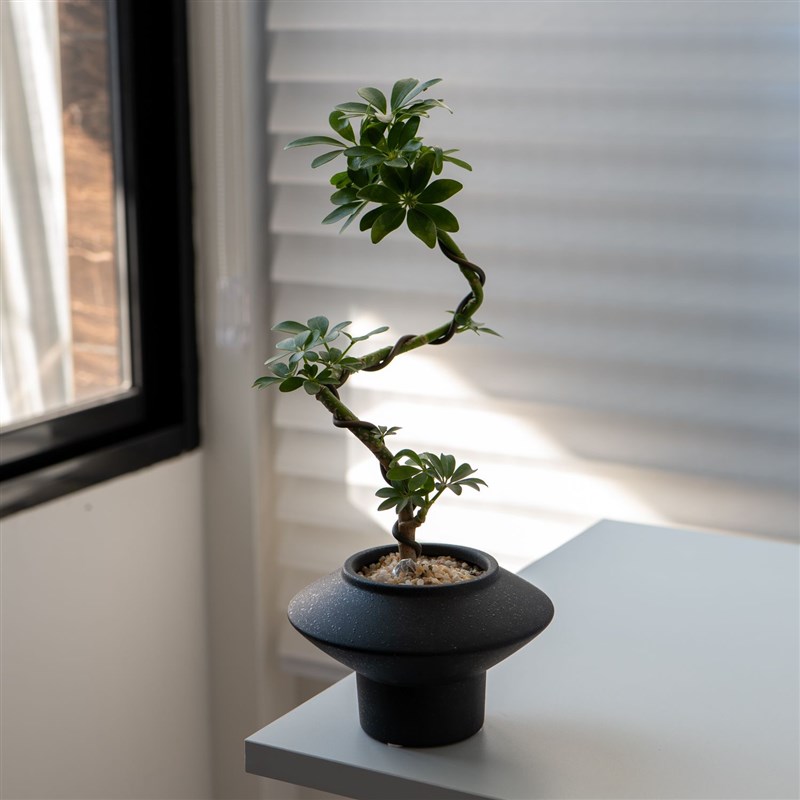 植物造型鸭脚木盆栽室内办公室客厅招财好养绿植四季桌面花卉