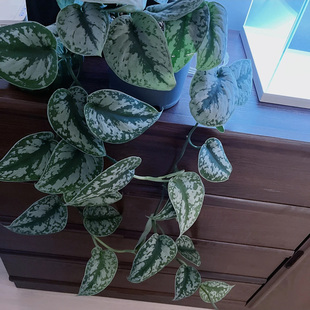 小叶银斑葛盆栽叶子肥厚大叶银斑葛好养绿萝室内桌面长藤垂吊植物