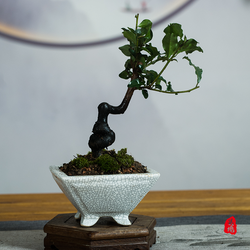 四川金撢子童子功造型盆景桌面绿植小品观果客厅办公室植物盆栽