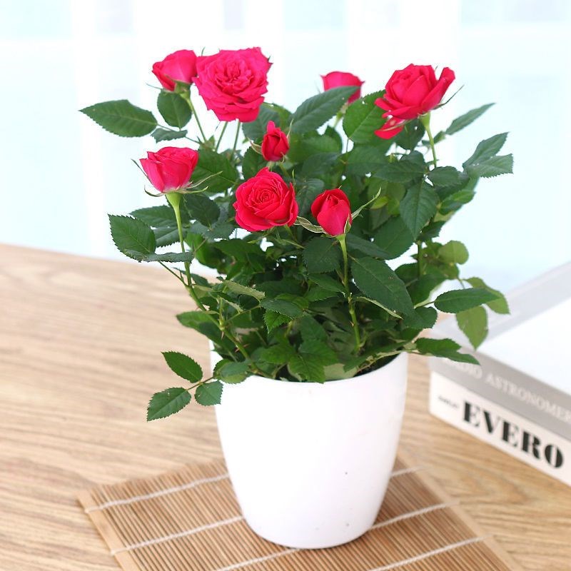 玫瑰花盆栽带花苞多色花苗室内鲜花植物好养阳台月季花卉四季开花