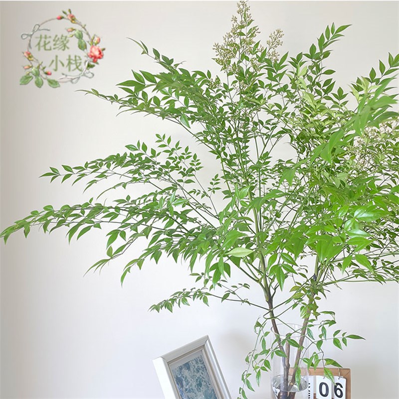 云南南天竹水培绿植火焰红水培室内桌面鲜切枝吊钟马醉木平替植物