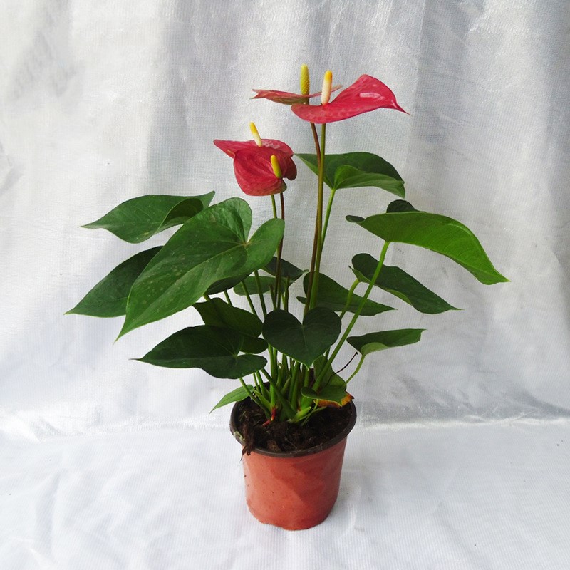 红掌白掌粉掌水培花卉土培盆栽室内办公桌绿植四季开鲜花净化空气