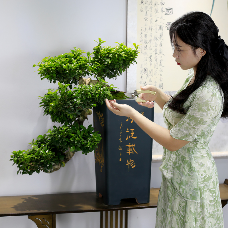 小叶榕树盆景老桩大型植物室内客厅办公室盆栽绿植玄关前台摆件