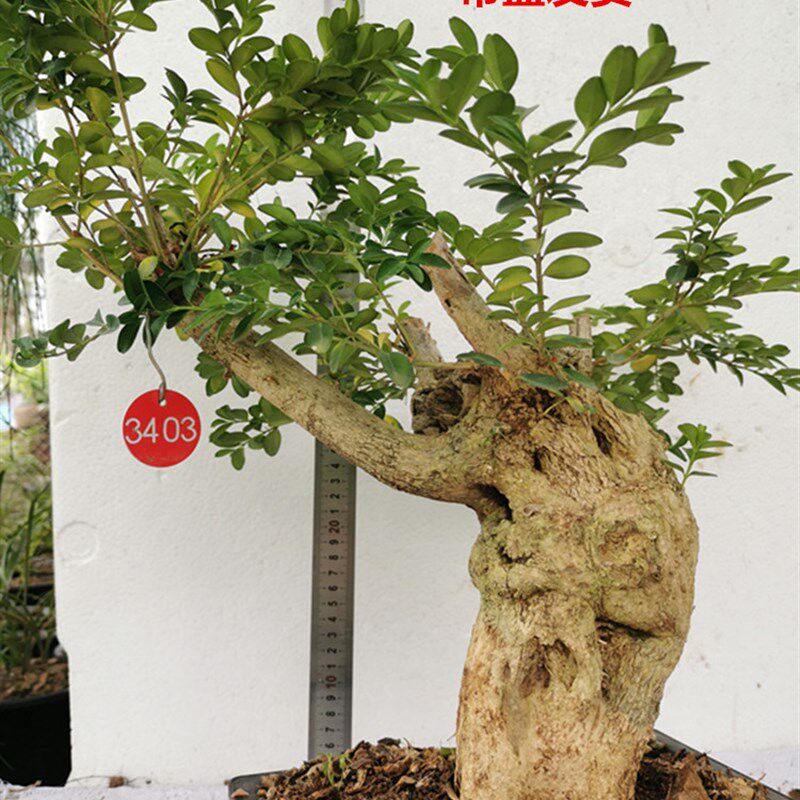 精品小叶黄杨盆景常青老桩瓜子珍贵品种稀少绿植观叶庭院高端礼品