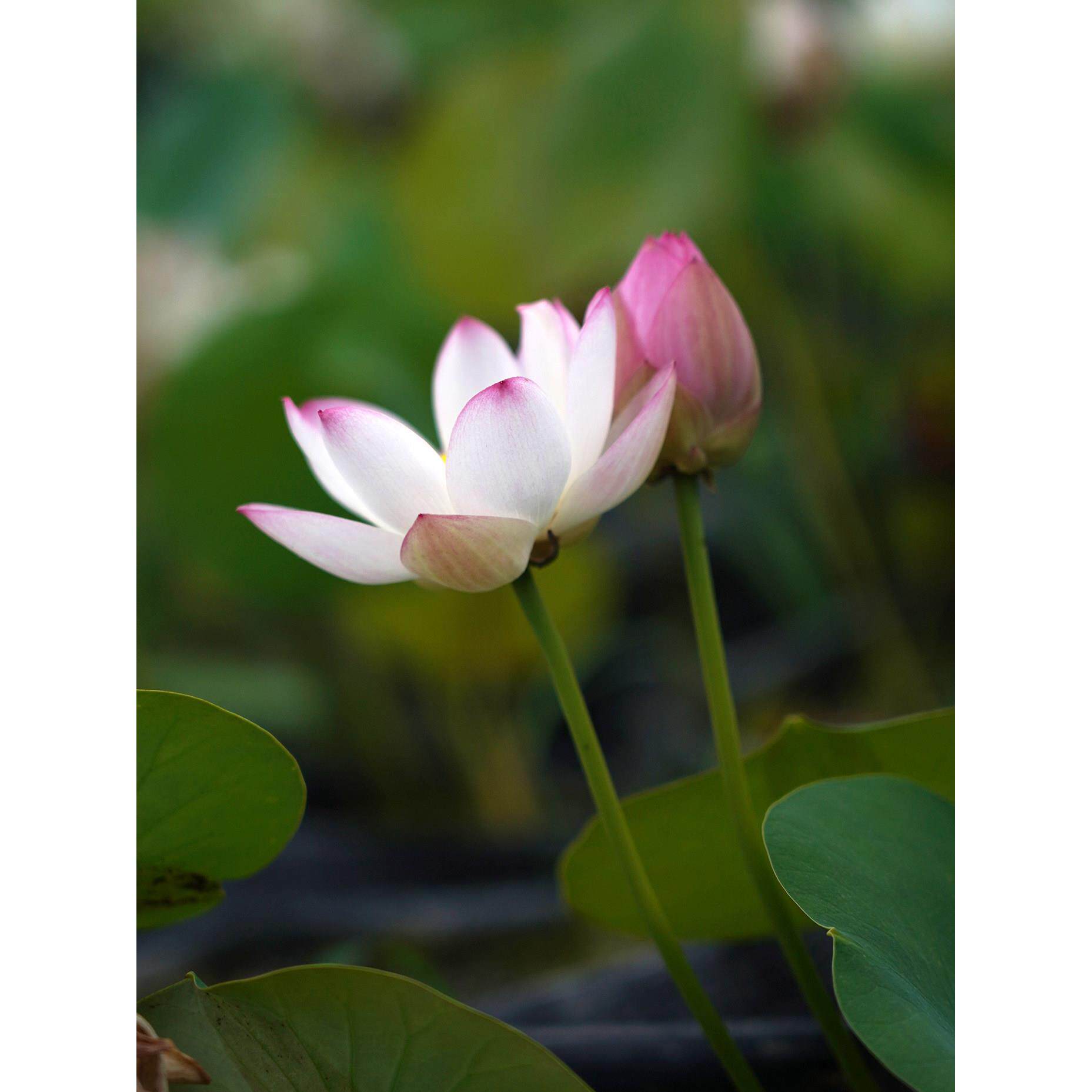 2025新品【夕岚】周劲松家小微型盆栽阳台家庭种植碗莲荷花种藕苗