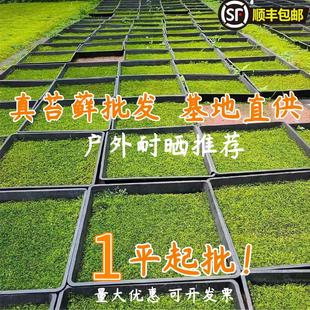 苔藓 庭院园林造景鲜活大灰藓 绿植绿化微景观 盆栽树木假山装饰