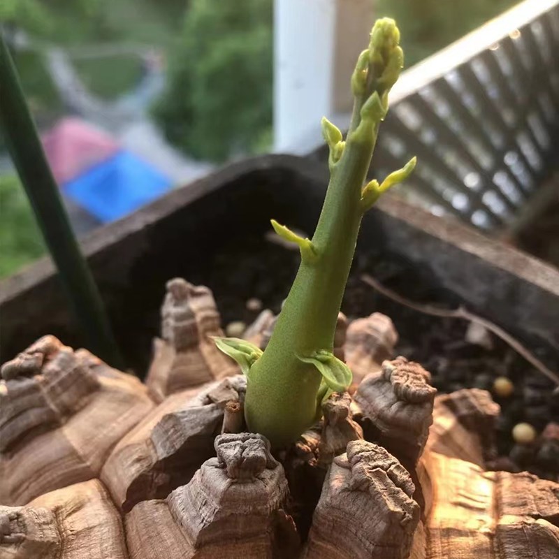 南非龟甲龙墨西哥龟甲龙 籽播实生稀有块根多肉植物 带盆土包邮