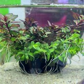 鱼缸水草造景日式 百变混合坨草矮珍珠绿宫廷懒人增氧阴性植物