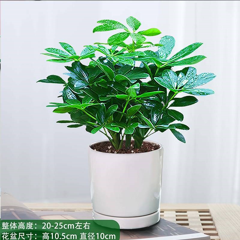 八方来财鸭脚木四季常青办公室内阳台绿植盆栽花卉发财树苗招财树