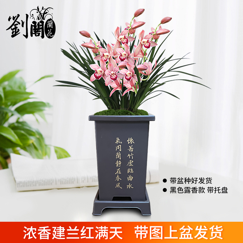 中秋佳礼兰花苗红宝石现带花苞出售绿植盆栽新房乔迁开业送礼佳品