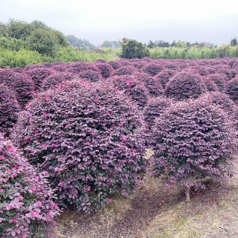 红花继木球红花木树苗庭院园林别墅彩色绿化植物树盆景四季常