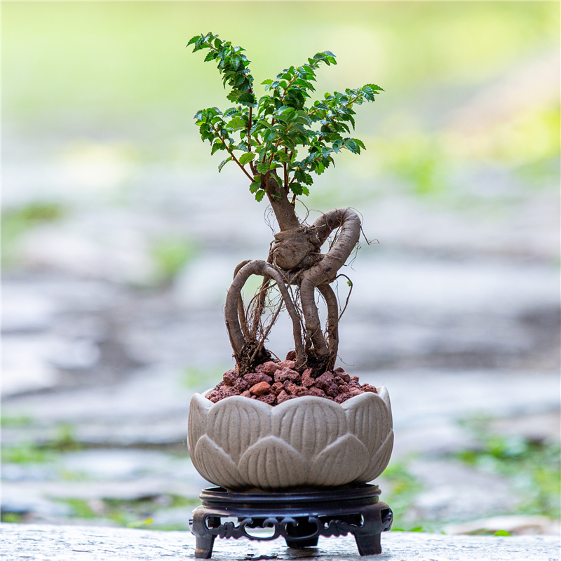 小叶榆树盆景提根盆栽植物办公室茶几桌面掌上禅意造型小盆景绿植
