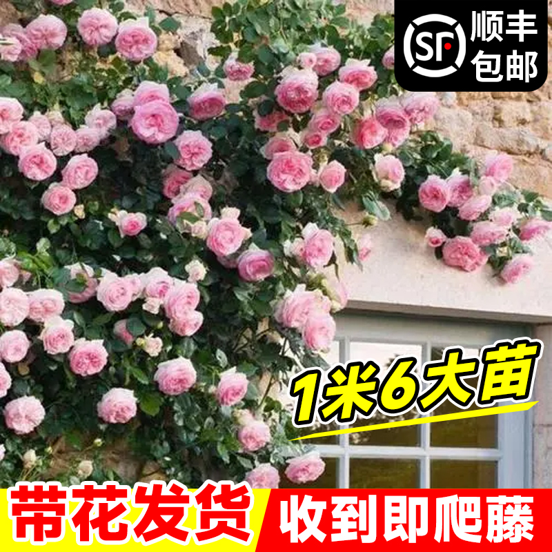 藤本月季爬藤大苗蔷薇花苗特大花树苗庭院爬墙植物四季开花卉盆栽