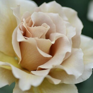 金扇/折扇月季花大苗盆栽灌木咖啡色特大花四季勤开河本纯子系列