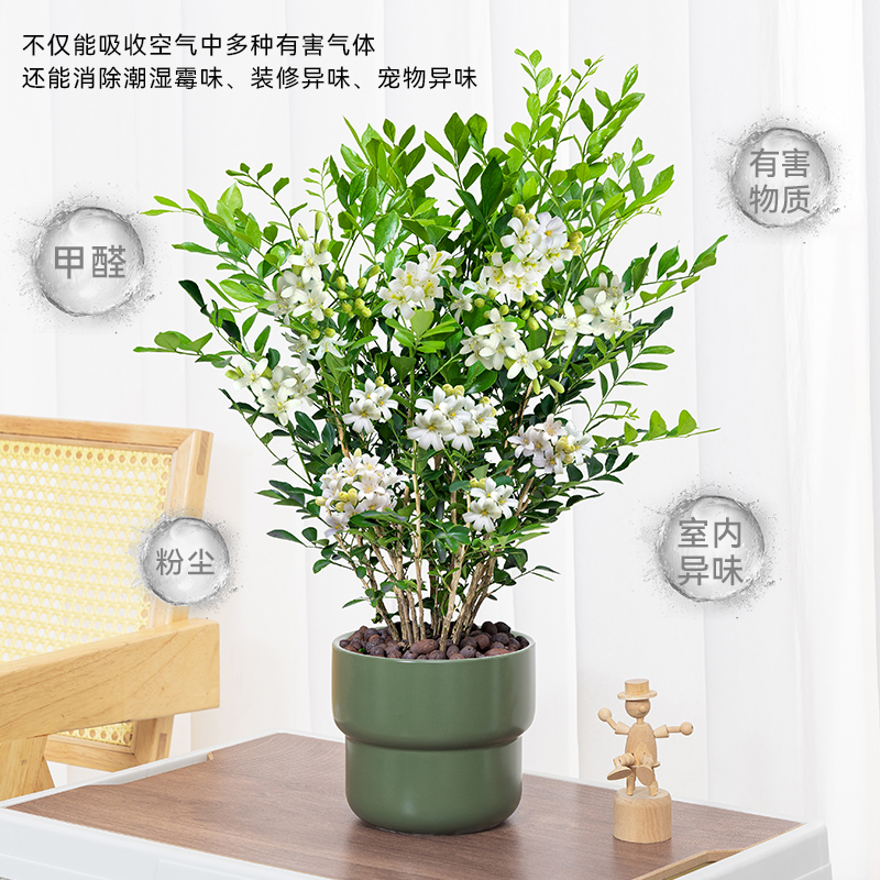 九里香盆栽四季开花好养办公室内驱蚊净化空气绿植老桩苗花卉植物
