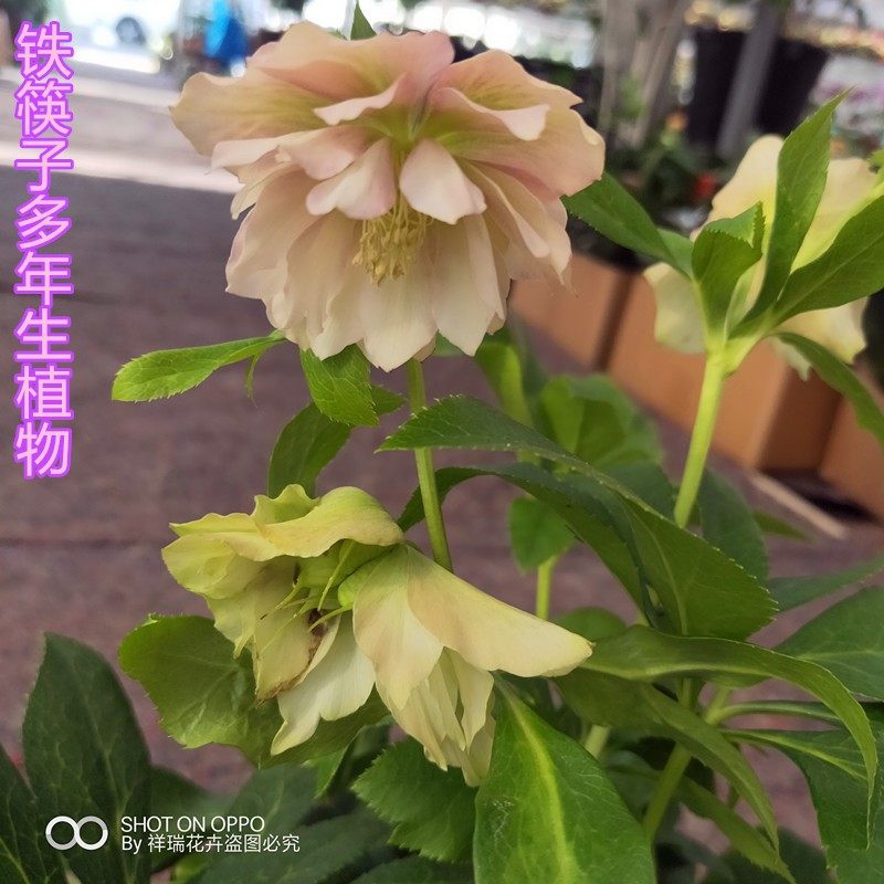 铁筷子新款祥瑞圣诞玫瑰盆栽带花大苗多年生宿根阳台庭院四季花卉