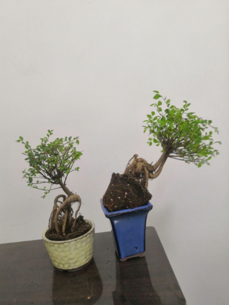 榆树古怪造型盆景盆栽树桩小叶榔榆熟盆露根微型树桩办公桌面室内