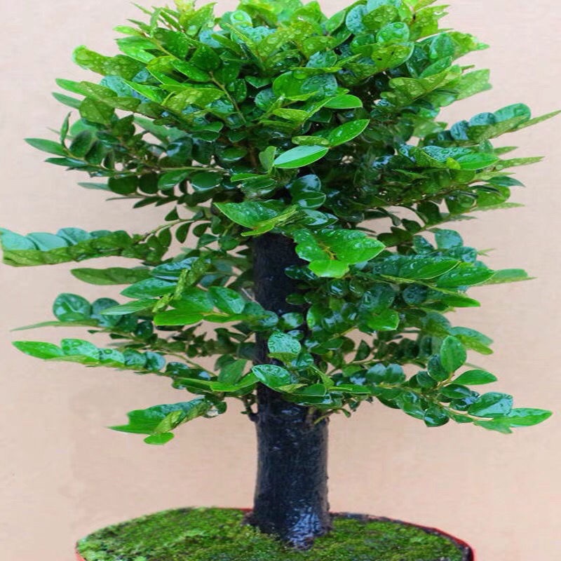 小叶紫檀盆景树桩植物花卉盆栽办公室内绿植耐寒四季常青