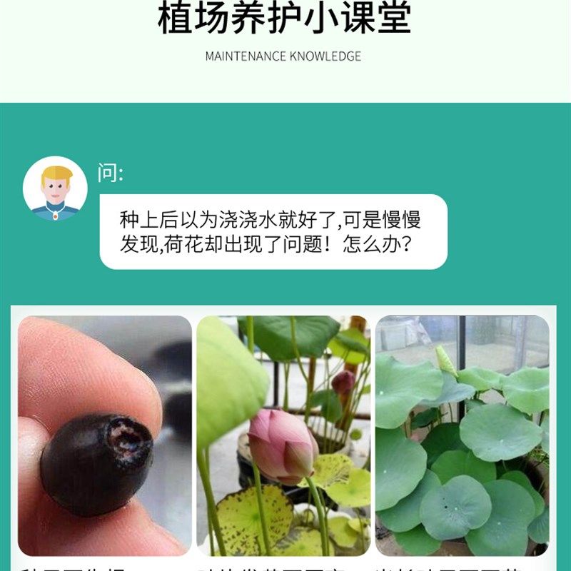 荷花专用肥荷花营养液荷花肥料碗莲肥料睡莲专用营养液碗莲专用肥,鲜花速递/花卉仿真/绿植园艺,家庭园艺肥料,淘宝优惠券,粉丝福利购,淘宝优惠卷