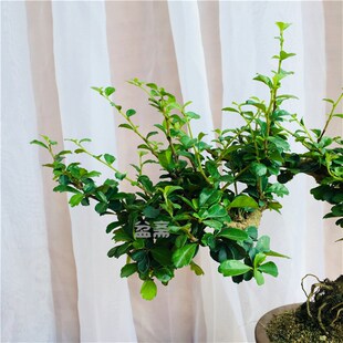 悬崖福建茶盆景办公桌绿植小叶岭南树桩开花结果趣味提根福建茶