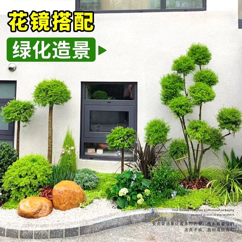 亮晶女贞树苗小叶亮金女贞球形盆栽庭院绿化耐寒棒棒糖造型植物