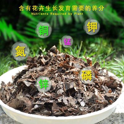 长春精品君子兰专用营养土橡树腐叶松针木炭防腐营养液小苗植物