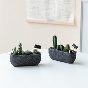 仙人掌盆栽多肉植物组合办公室桌面创意礼品星兜龙神木红刺麒麟新