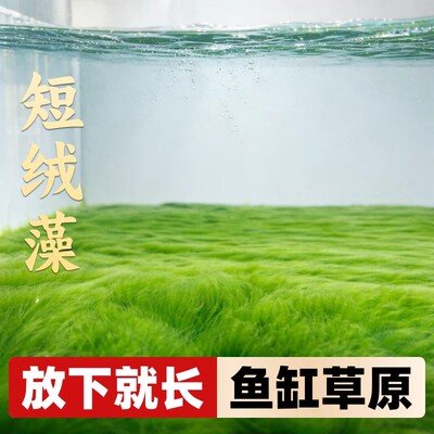 精品绒藻兰寿金鱼虾缸造景水草