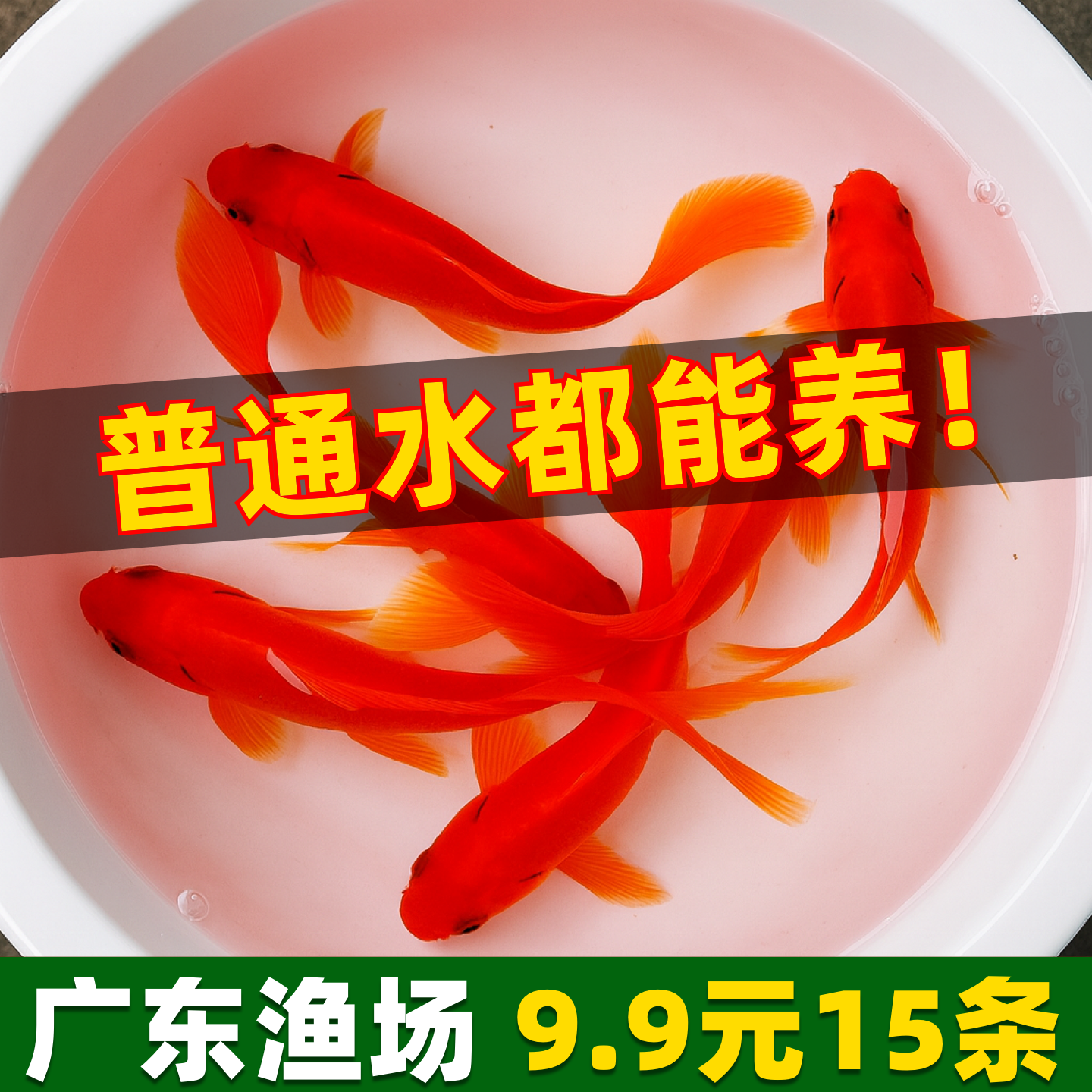 红草金鱼好养耐活长尾大红草观赏鱼锦鲤活体冷水鱼锦鲫红草淡水鱼