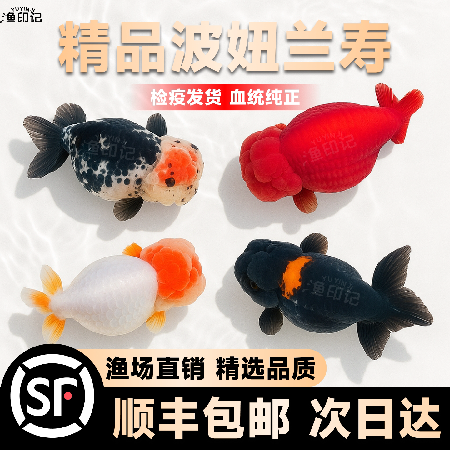 兰寿金鱼玛丽活鱼淡水锦鲤观赏鱼纯种国粹泰狮小金鱼活鱼好养耐活