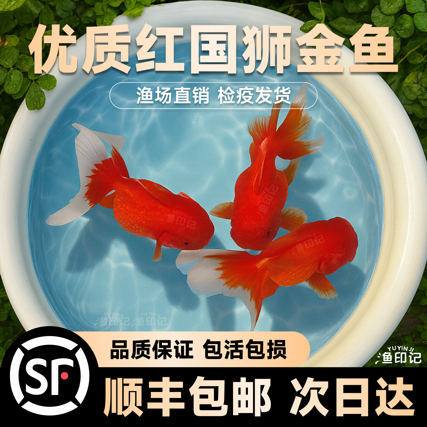 红狮金鱼国师鱼冷水鱼小金鱼活鱼淡水锦鲤观赏鱼好养耐活鱼不加温