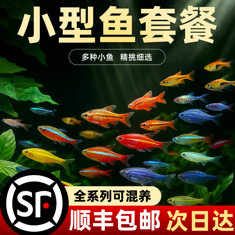 热带观赏活鱼好养宝莲灯斑马淡水金鱼苗天使孔雀小型红绿灯科小鱼