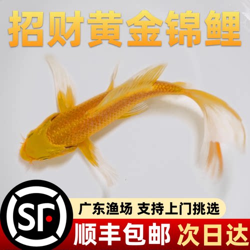 纯种好养耐活黄金龙凤锦鲤观赏鱼