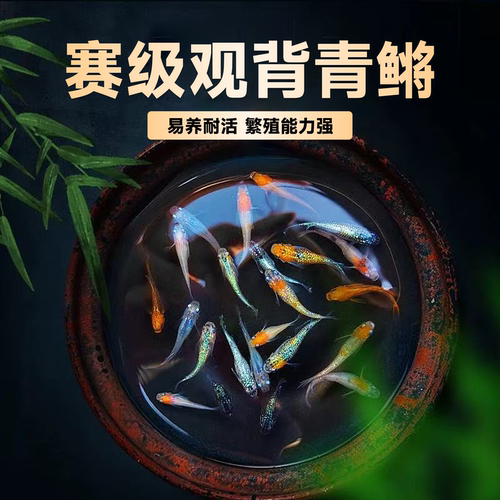 观背青鳉观赏鱼好养耐活