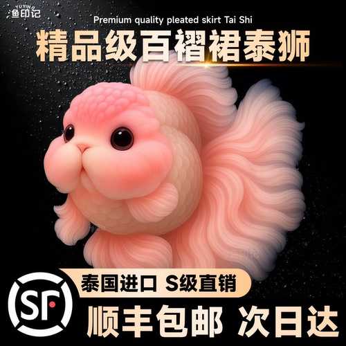 精品泰狮金鱼百褶元宝波妞观赏鱼