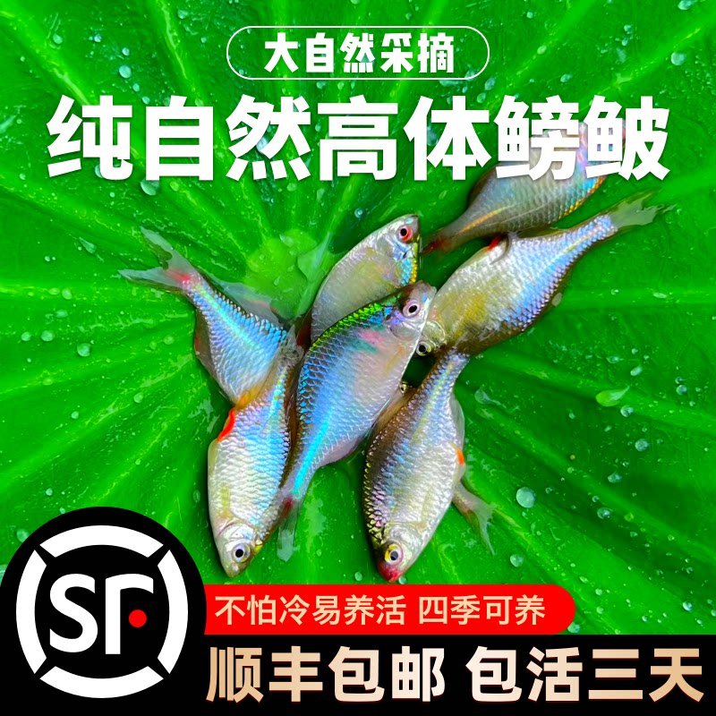 鳑鲏鱼观赏鱼冷水鱼原生鱼七彩旁皮鱼高体旁皮活体小型淡水鱼好养