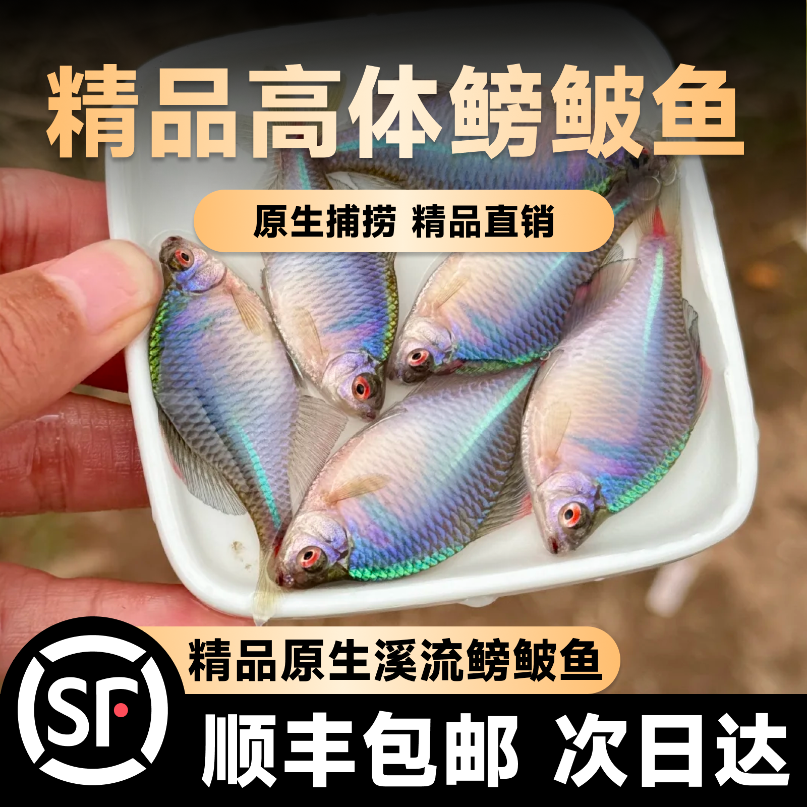 好养淡水观赏鳑鲏鱼七彩旁皮除藻冷水鱼活体小型鱼苗原生群游小鱼