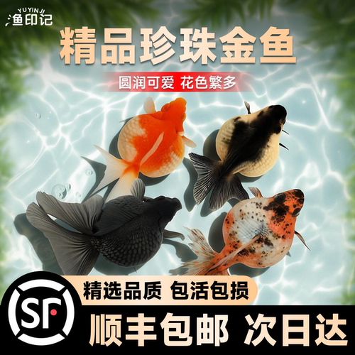 鼠头皇冠珍珠金鱼冷水观赏鱼