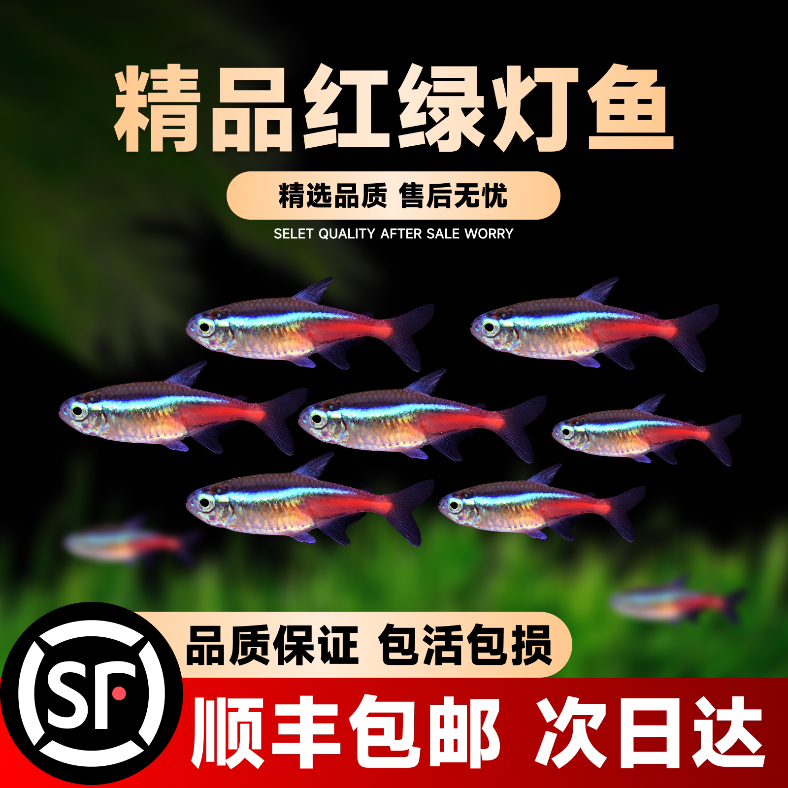 红绿灯观赏鱼小型热带灯科鱼宝莲灯淡水鱼苗缸群游鱼孔雀鱼活体鱼
