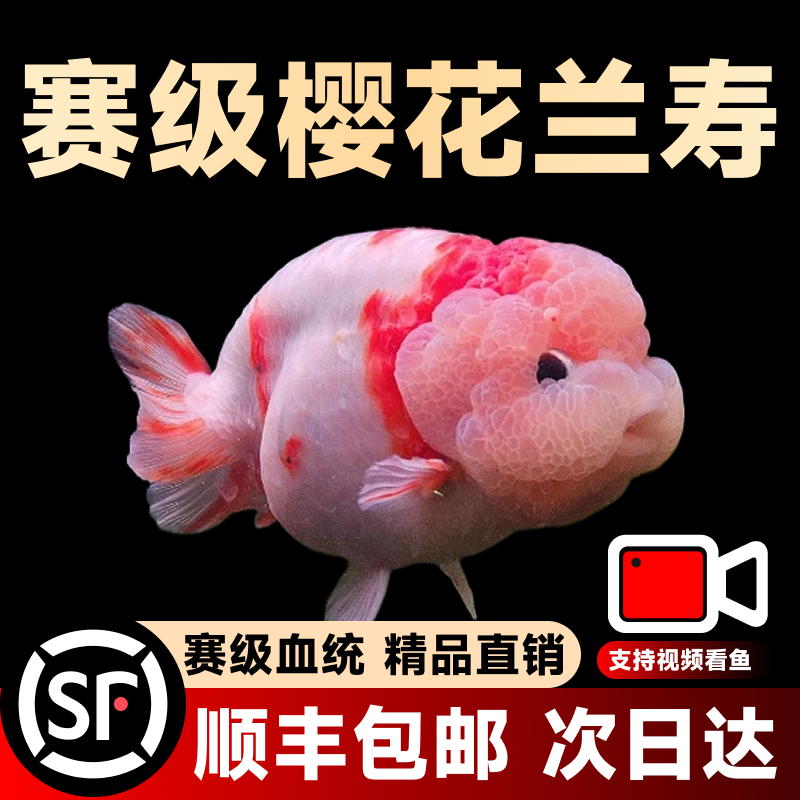 兰寿金鱼活鱼小型国粹精品冷水鱼好养招财潘氏奶牛玉兔水墨观赏鱼