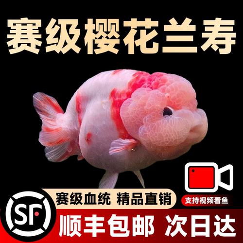 兰寿金鱼活鱼小型国粹精品