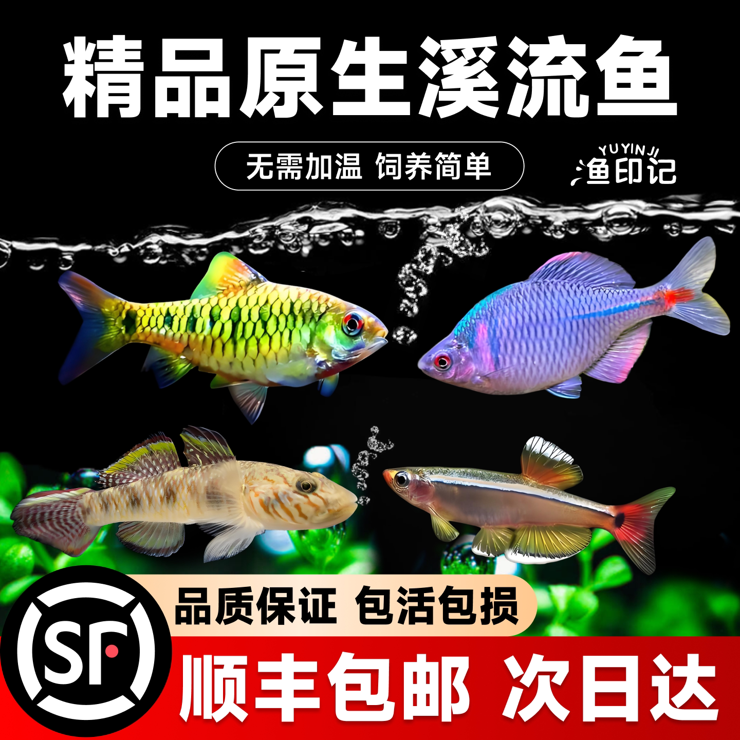 鳑鲏鱼观赏鱼冷水鱼原生鱼七彩旁皮鱼高体旁皮活体小型淡水鱼好养
