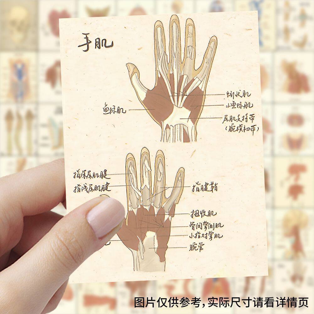 人体结构医学解剖图谱贴纸